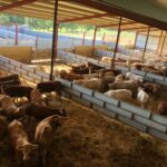 Hasta el 15 de febrero, abierto el plazo para pedir las ayudas a creación o ampliación de plazas de cebo ovino, caprino y bovino