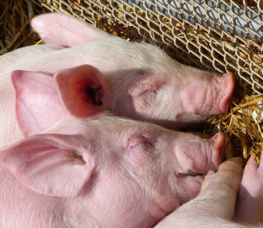 Lonja Agropecuaria de Salamanca del 3 de enero de 2022