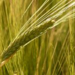 Las nuevas fincas de reemplazo de La Armuña se otorgarán desde el 12 de noviembre