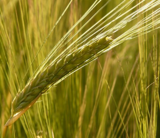 Las nuevas fincas de reemplazo de La Armuña se otorgarán desde el 12 de noviembre