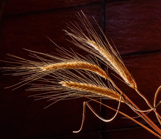 Lonja Agropecuaria de Salamanca del 8 de noviembre de 2021