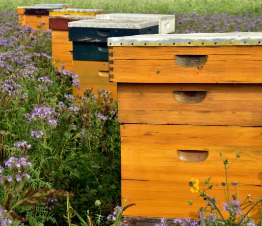 Se convocan ayudas para proyectos apícolas de investigación