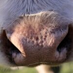 El sector ganadero-cárnico español reducirá un 30 % las emisiones de efecto invernadero en los próximos años