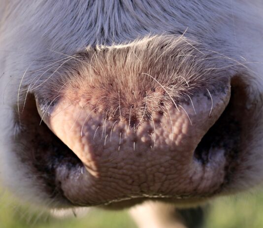 Lonja Agropecuaria de Salamanca del 10 de enero de 2022