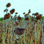 Agricultura recogió 8.307 solicitudes a la bonificación de intereses en los préstamos de las explotaciones agrarias afectadas por la sequía del 2018-2019