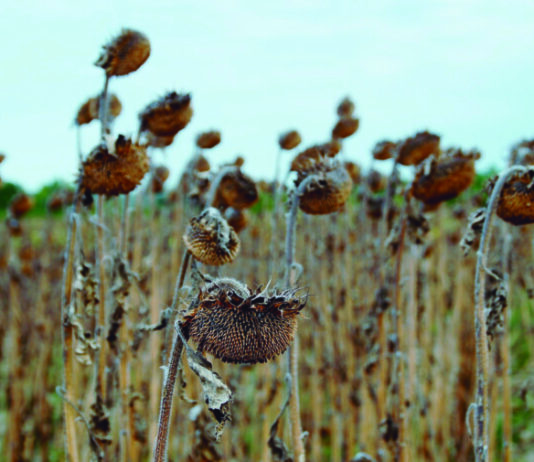 Agricultura recogió 8.307 solicitudes a la bonificación de intereses en los préstamos de las explotaciones agrarias afectadas por la sequía del 2018-2019