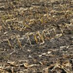 La quema de restos vegetales requiere autorización previa