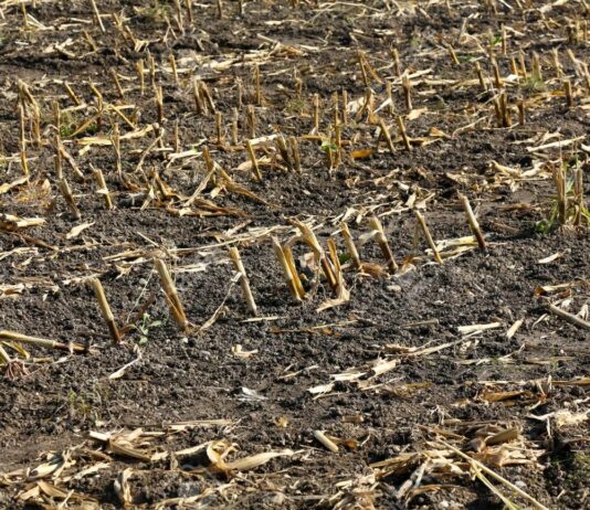 La quema de restos vegetales requiere autorización previa