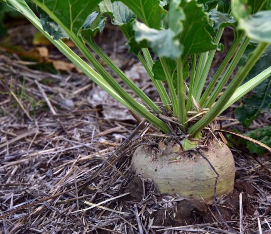 Ante la ayuda agroambiental se adquieren una serie de obligaciones que deben asumir los productores, como realizar una enmienda una vez, en el caso de zonas vulnerables por nitratos