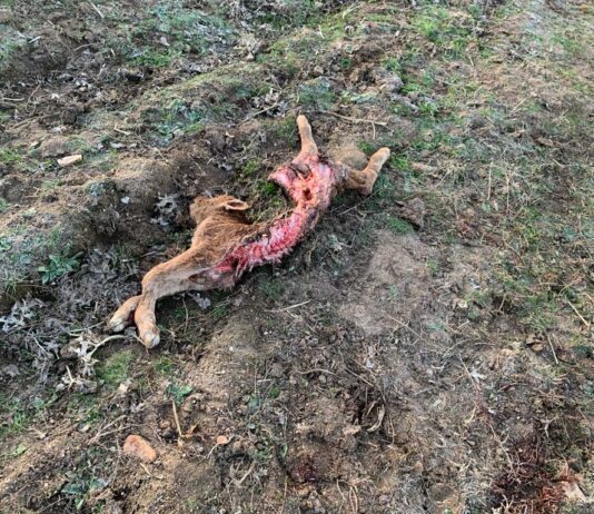 ASAJA alerta sobre un nuevo ataque de lobo en Horcajo Medianero