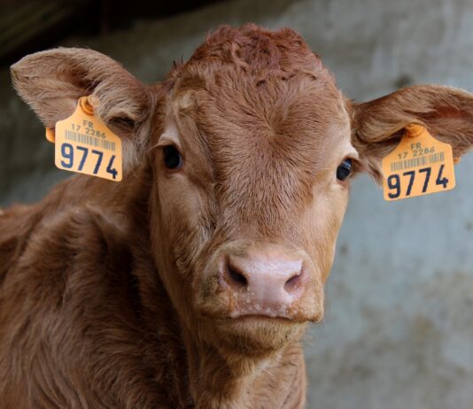 Lonja Agropecuaria de Salamanca del 20 de diciembre de 2021