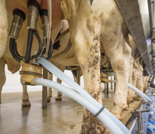 ASAJA: “Valoramos el presidente de la Junta nos haya escuchado y se habilite una ayuda de emergencia para el vacuno de leche de Castilla y León”