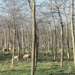 Hasta el 4 de febrero se pueden solicitar las ayudas de mejora y prevención de daños forestales con vocación silvopastoral