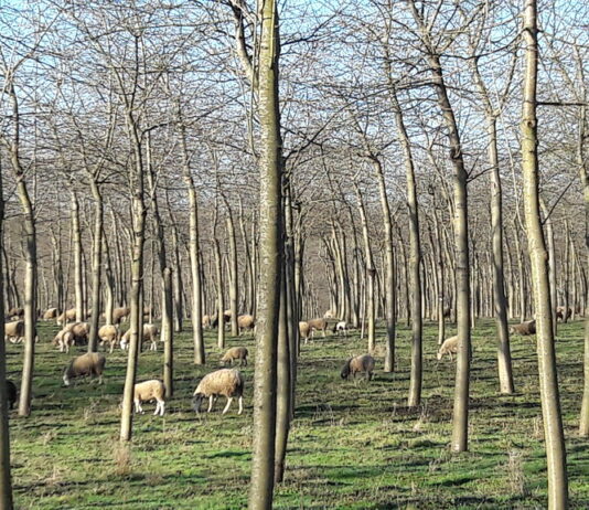 Hasta el 4 de febrero se pueden solicitar las ayudas de mejora y prevención de daños forestales con vocación silvopastoral