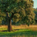 Ayudas a la prevención de daños a los bosques