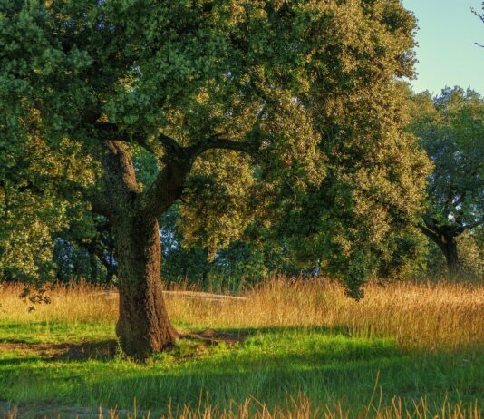 Ayudas a la prevención de daños a los bosques