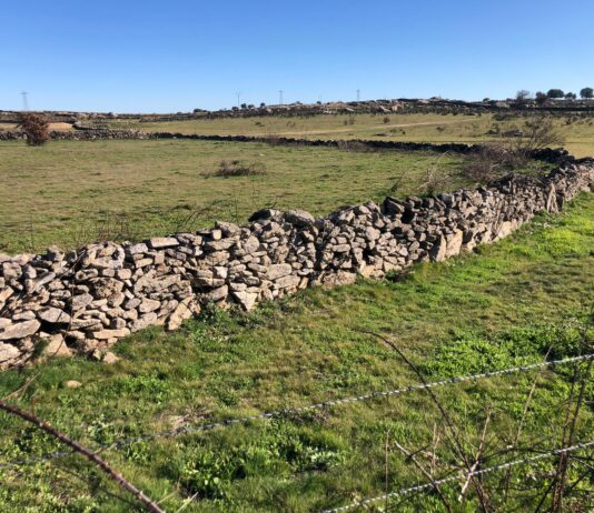 ASAJA insta a la Junta a que levante el acotamiento de pastos cuanto antes tras el incendio de San Felices Situación actual de la zona calcinada en San Felices de los Gallegos en agosto de 2021.