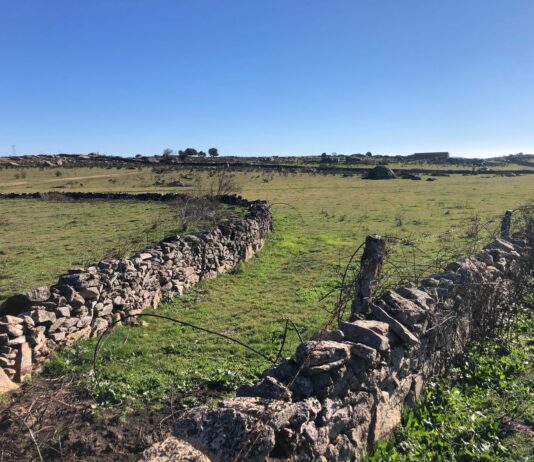 ASAJA Salamanca logra el levantamiento del acotado de pastos tras el incendio de San Felices de los Gallegos Situación actual de la zona de San felices de los Gallegos donde se produjo el incendio en agosto de 2021.