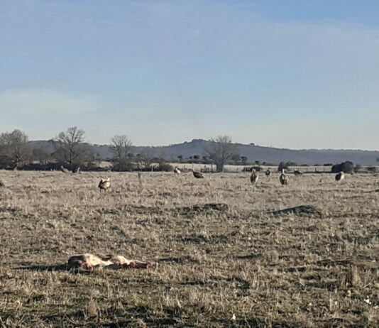 ASAJA Salamanca avisa sobre una nueva embestida de buitres contra ganado vivo Ternero muerto, en Bañobárez.