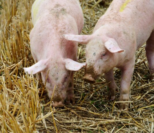 Lonja Agropecuaria de Salamanca del 24 de enero de 2021