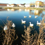 Detectado el virus de influenza aviar en cinco aves silvestres en la laguna El Bohodón, Ávila