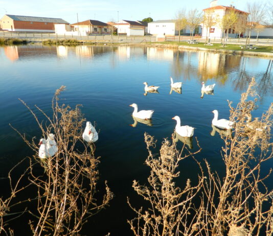 Detectado el virus de influenza aviar en cinco aves silvestres en la laguna El Bohodón, Ávila
