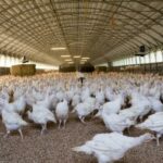 Detectado el virus de influenza aviar especies domésticas en Segovia