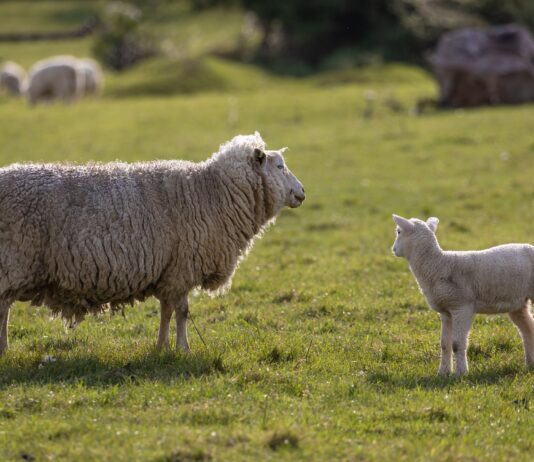 Lonja Agropecuaria de Salamanca del 17 de enero de 2022