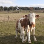 Lonja Agropecuaria de Salamanca del 31 de enero de 2022