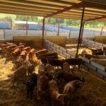 Ampliado el plazo hasta el 4 de marzo para pedir las ayudas a cebaderos