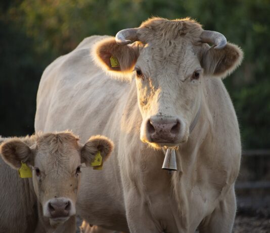 Lonja Agropecuaria de Salamanca del 28 de febrero de 2022
