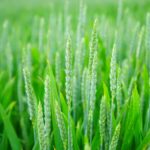 El Comité Europeo lamenta que la PAC no sea coherente con los objetivos de la UE para la agricultura ecológica