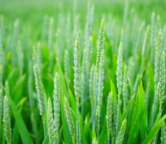 El Comité Europeo lamenta que la PAC no sea coherente con los objetivos de la UE para la agricultura ecológica