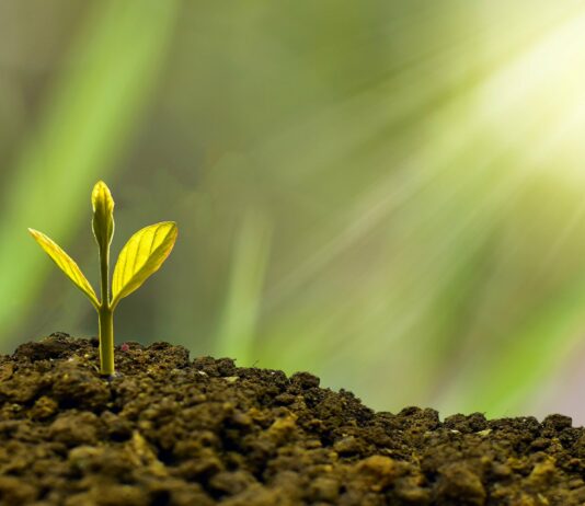 Convocada la prima de mantenimiento y la prima compensatoria para el año 2022 en relación con los expedientes de forestación de tierras agrícolas