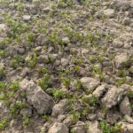 La falta de lluvia empieza a notarse en la provincia charra Estado actual (febrero 2022) de un terreno de lentejas en San Cristóbal de la Cuesta, Salamanca.