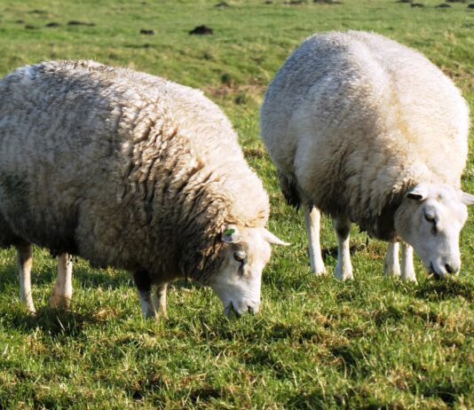 Lonja Agropecuaria de Salamanca del 21 de febrero de 2022