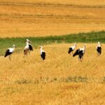Detectada una cigüeña con gripe aviar en la provincia salmantina Cigüeñas, en campo.