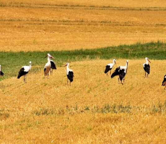 Detectada una cigüeña con gripe aviar en la provincia salmantina Cigüeñas, en campo.
