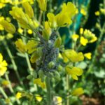 Detectada la presencia de pulgón harinoso en parcelas de colza