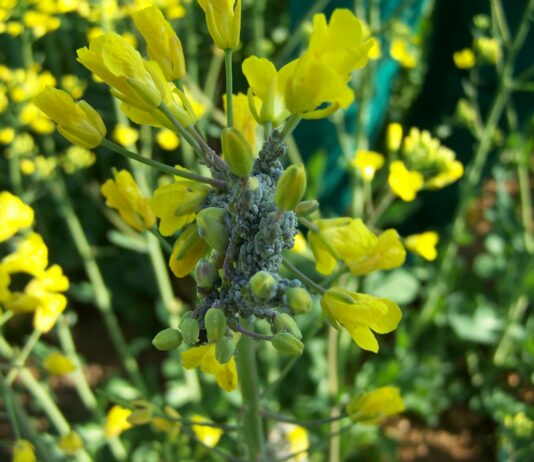 Detectada la presencia de pulgón harinoso en parcelas de colza
