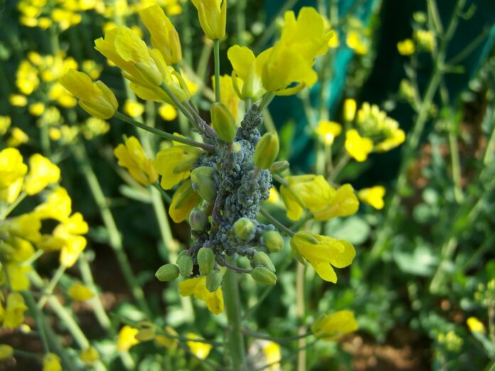 Colonia en inflorescencia
