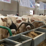 La Diputación aplaza el salón del Vacuno previsto para este fin de semana en el Recinto Ferial