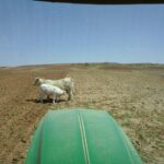 El Gobierno permite utilizar las superficies de barbecho para pasto o cultivo en la campaña de 2022 Campo de barbecho en la provincia de Salamanca.