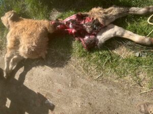 Ternero muerto por ataque de lobo en Horcajo Medianero, Salamanca.