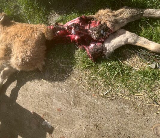 ASAJA Salamanca avisa sobre la muerte de dos terneros y una vaca a causa de lobos y buitres Ternero muerto por ataque de lobo en Horcajo Medianero, Salamanca.