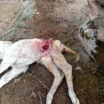 Becerra muerta, en Cabeza de Framontana, Salamanca.