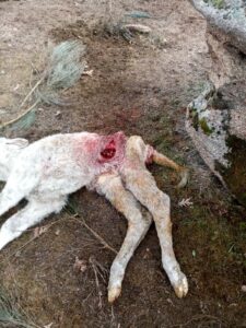 Becerra muerta, en Cabeza de Framontana, Salamanca.