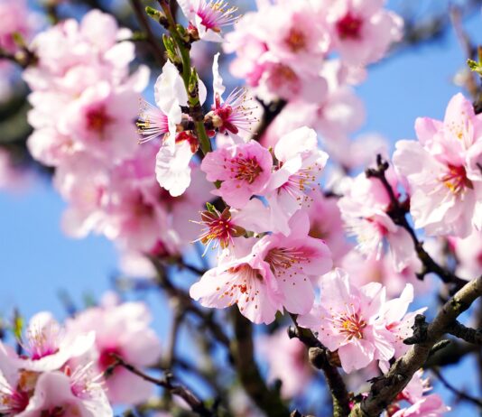 Aldeadávila de la Ribera acogerá una jornada sobre el pistacho y el almendro el 25 de marzo