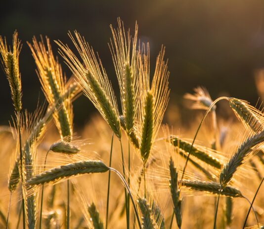 La CE propone medidas con el objetivo de incrementar la producción agrícola