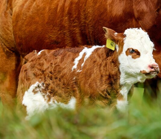 Lonja Agropecuaria de Salamanca del 21 de marzo de 2022